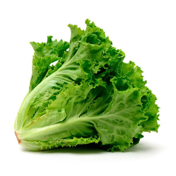 LECHUGA CRESPA XKG